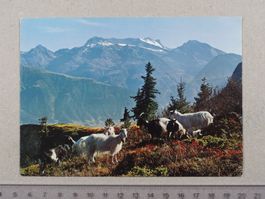 Alp Bel, Wallis, Ziegen, Alpweide, Monte Leone