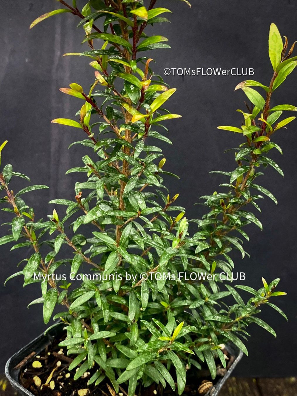 Plantes & graines: Myrtus Communis - duftende Myrte - Steckling oder Stämmchen – Neuf avec emballage d'origine à Adliswil par astom369 6