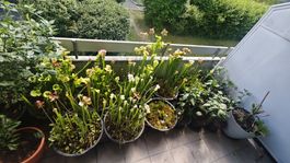 1000+ winterharte Schlauchpflanzen Samen - Sarracenia sp mix