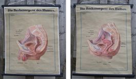 Anatomie Wandkarte Beckenorgane Mann & Frau Antike Lehrtafel