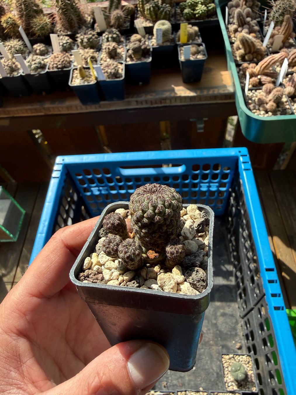 Piante & sementi: Sulcorebutia rauschii violett – Usato da Rorbas venduto da SimS0n 3