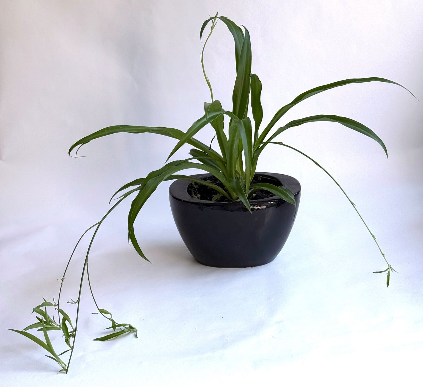 Piante & sementi: CHLOROPHYTUM*WASSERLILIE***** – Nuovo (secondo la descrizione) da Dübendorf venduto da Orchid18