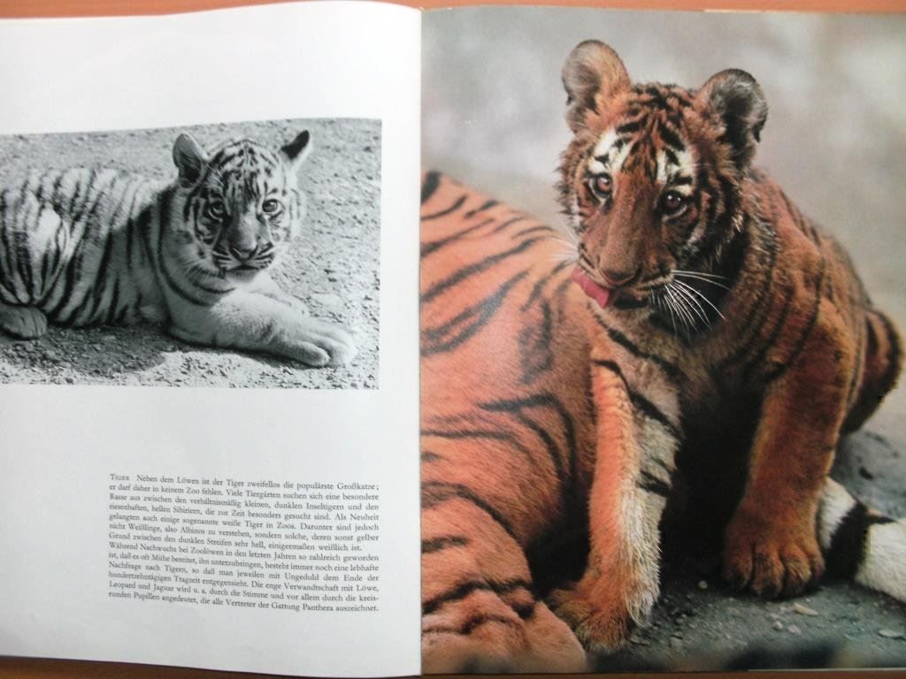 Libri: Im Zoo geboren - Bildband – Usato da Grenchen venduto da Kogi7 4