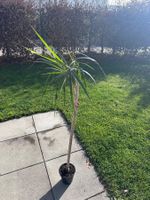 Plante d'intérieur Dracaena Marginata