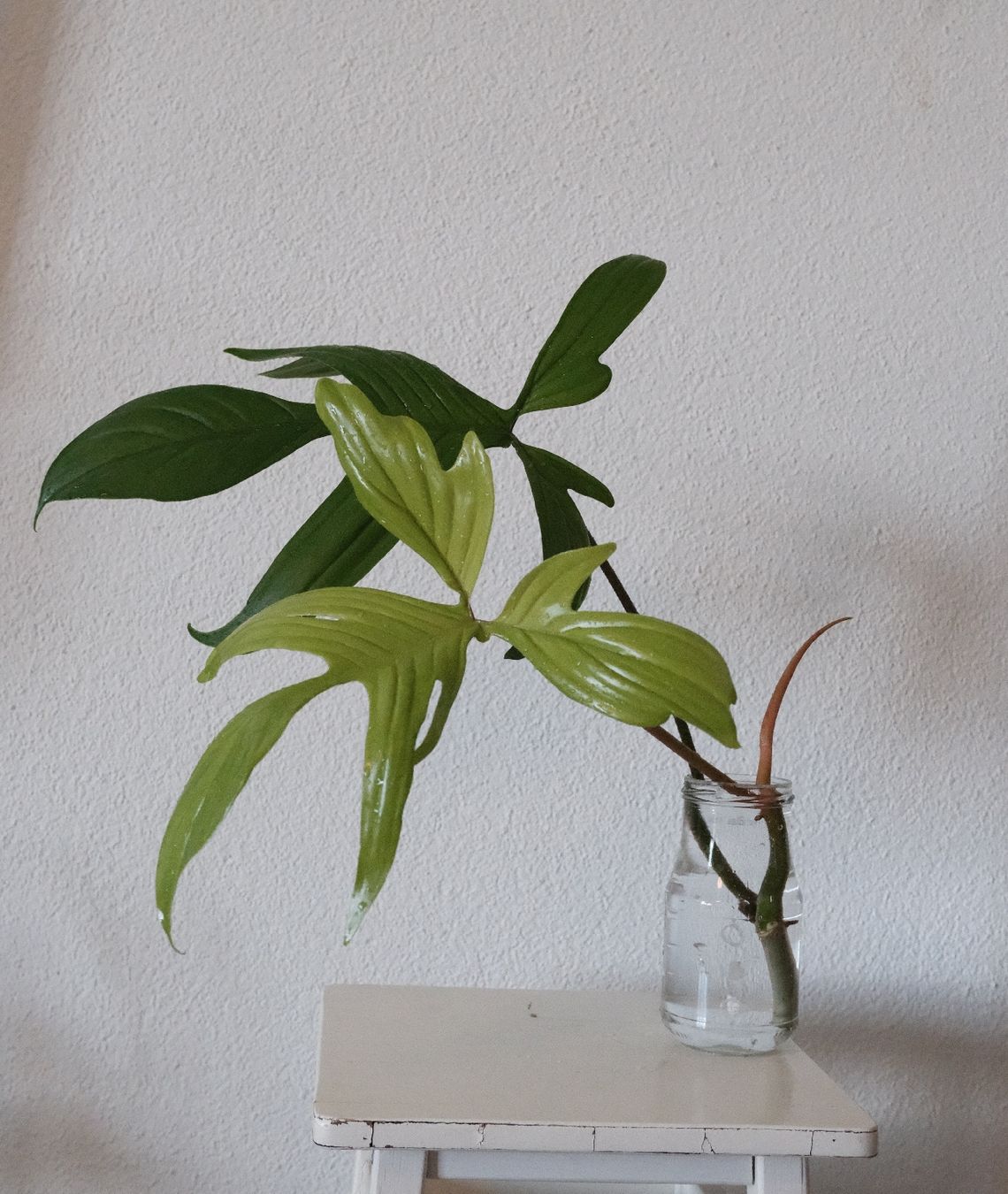 Pflanzen & Samen: Philodendron Florida Ghost Kopfsteckling – Neu (gemäss Beschreibung) aus Ballwil von Mirjam789 1