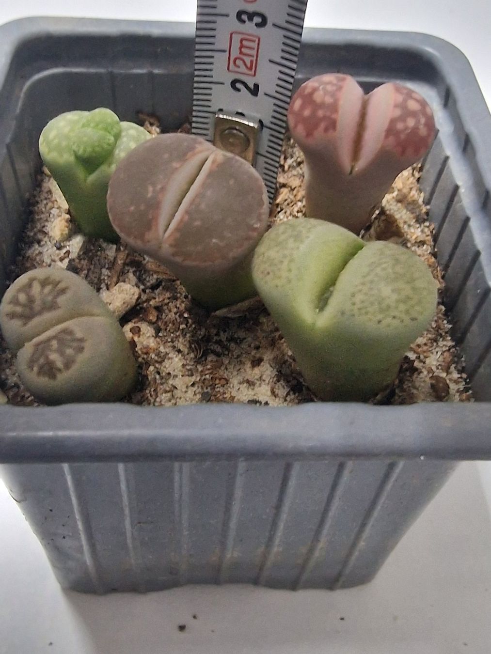 Pflanzen & Samen: Lithops Mix, Lebende Steine, 5 Stück – Gebraucht aus Uerkheim von Justi.y 1