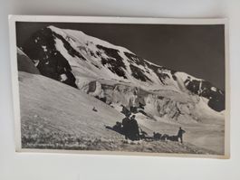 Jungfraugebiet Die Polarhunde 1940er ungelaufen