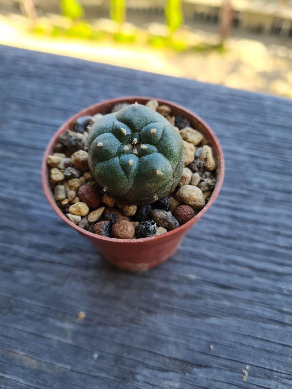 Piante & sementi: Lophophora Jourdaniana  – Usato da Basel venduto da fra_h7bq 1