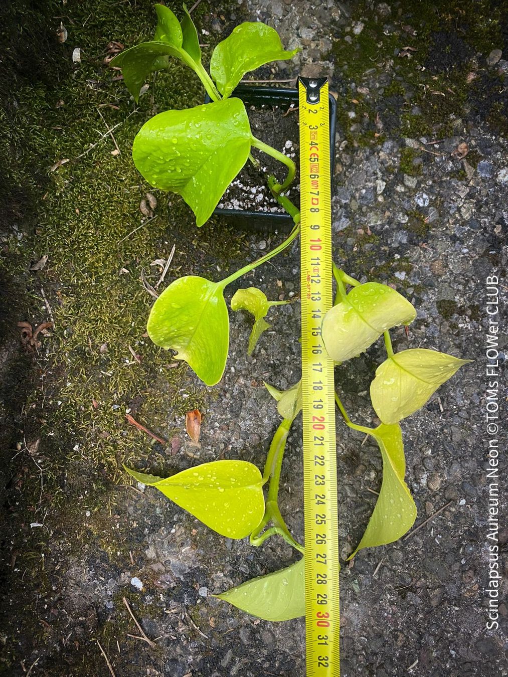 Piante & sementi: Scindapsus Aureum Neon - leuchtend gelb - stark & robust – Nuovo e nell'imballaggio originale da Adliswil venduto da astom369 1
