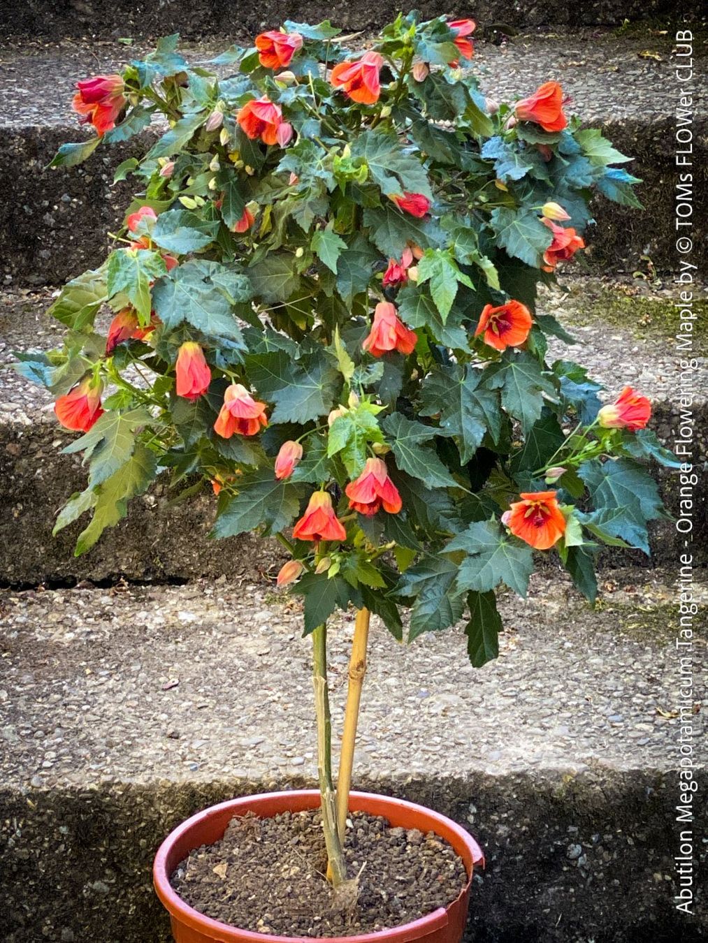 Piante & sementi: Abutilon Megapotamicum Tangerine - Schönmalve - 70x40cm – Nuovo e nell'imballaggio originale da Adliswil venduto da astom369 5