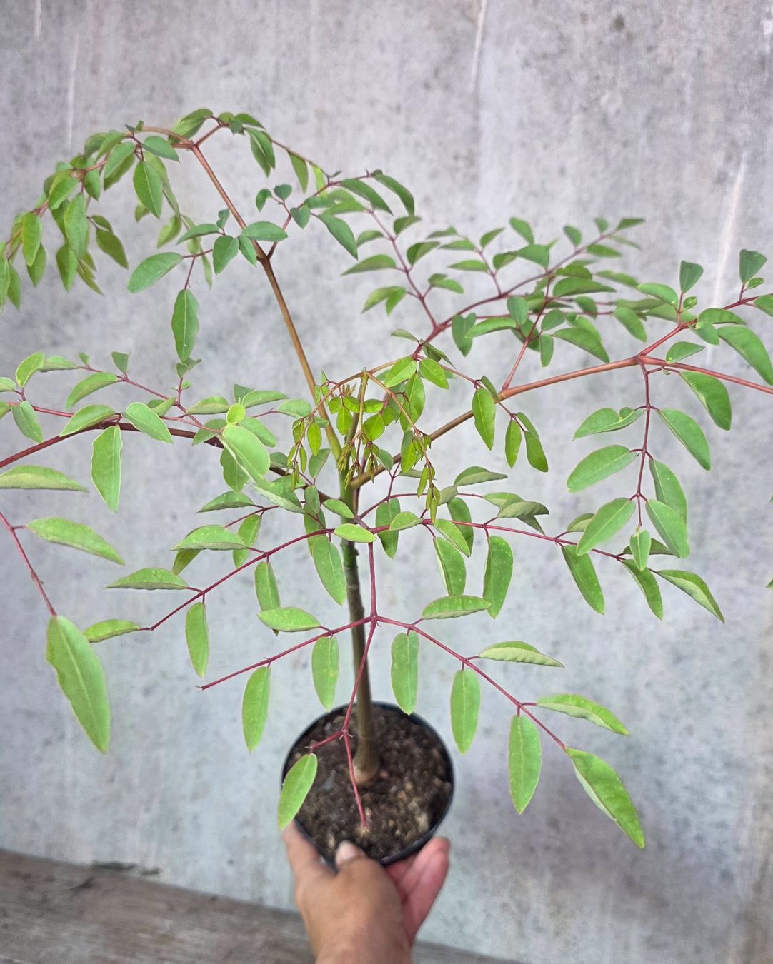 Plantes & graines: Moringa Hidebrantii – D'occasion à St.Erhard par Plumilandschweiz 1