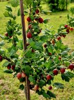 Ab 15.- fr! Winterharte Rote Stachelbeere Hinnonmäki 20 Same