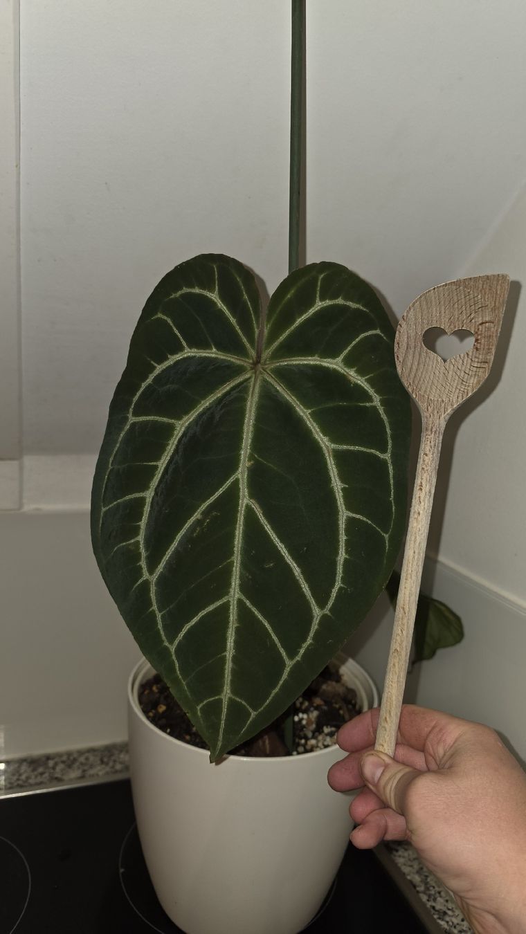 Piante & sementi: Anthurium clarinervium – Nuovo (secondo la descrizione) da Hausen am Albis venduto da M.Kurz 2