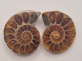 Poliertes Ammoniten Paar Fossil Sammler Unikat