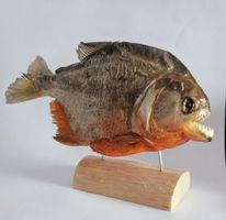 Präparatoren Red Belly Predator Piranha aus Peru, 25 cm, Neu