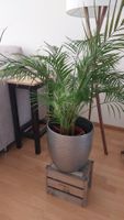 Zimmerpflanze - Palme
