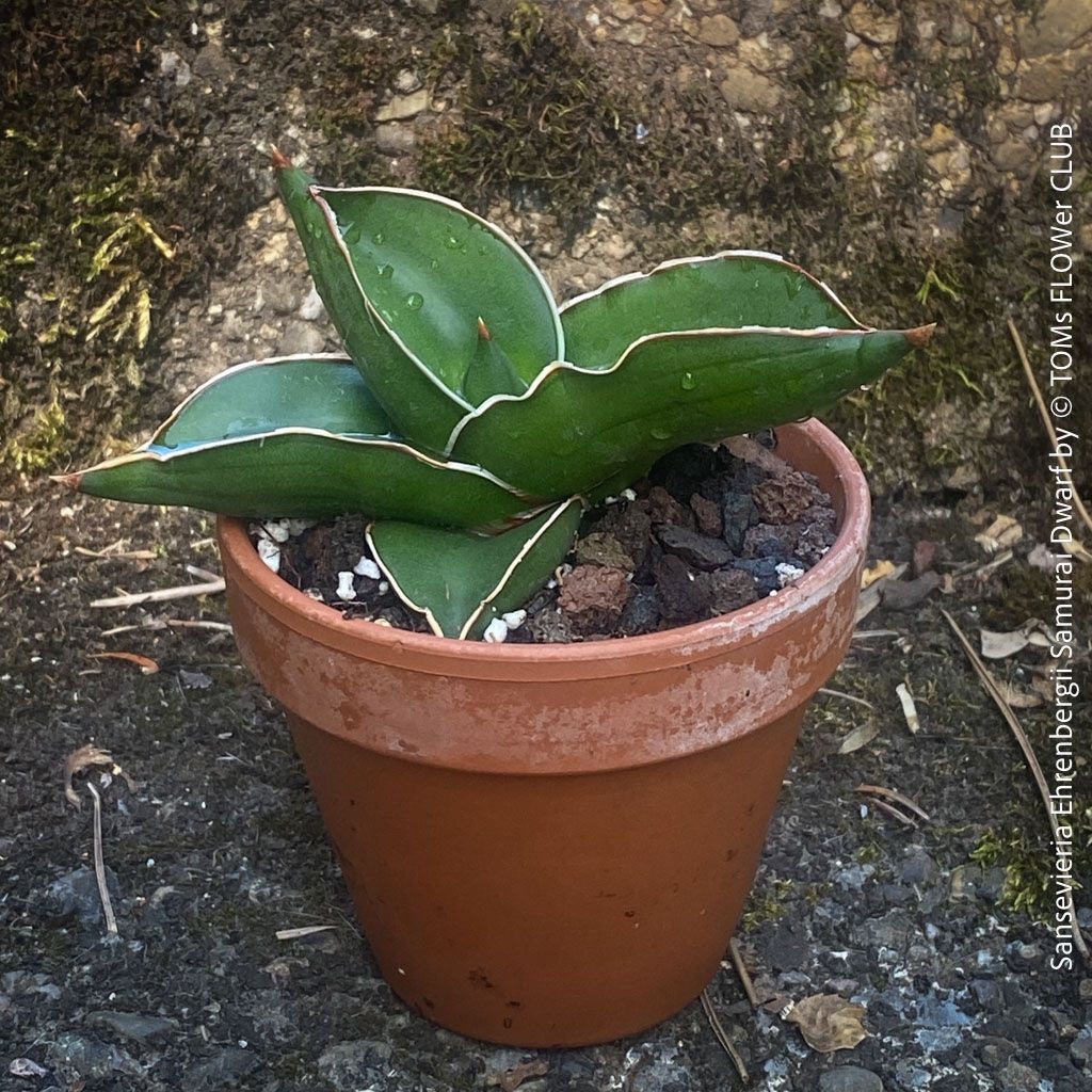 Piante & sementi: Sansevieria Ehrenbergii Samurai Dwarf - absolut robust – Nuovo e nell'imballaggio originale da Adliswil venduto da TAKEYOURPLANT 2