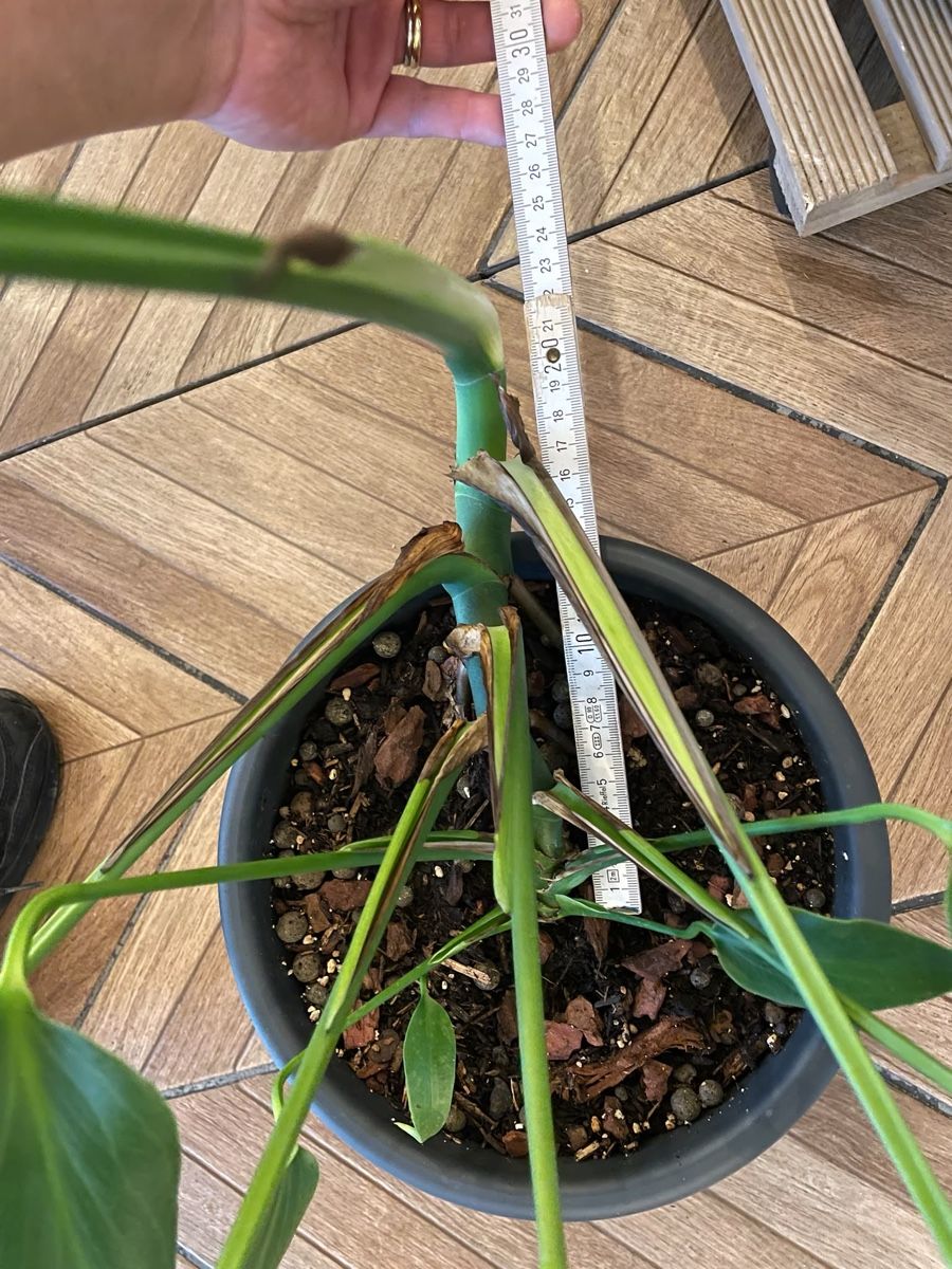 Pflanzen & Samen: Monstera Burle Marx Flame – Neu (gemäss Beschreibung) aus Steinhausen von CHANH-PHAP 1