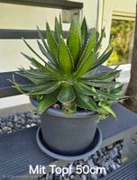 Schöne wuchtige Agave
