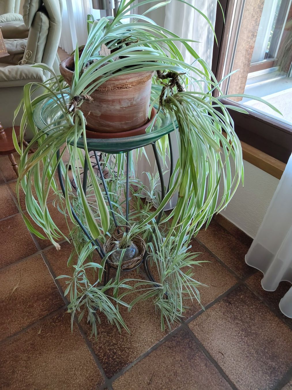 Toutes les décorations: Pflanzen ständer – D'occasion à Beinwil am See par Msunneschin