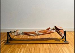 Anatomisches Modell