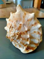 Cassis tuberosa Königshelm Muschel Muschelschale Aquarium