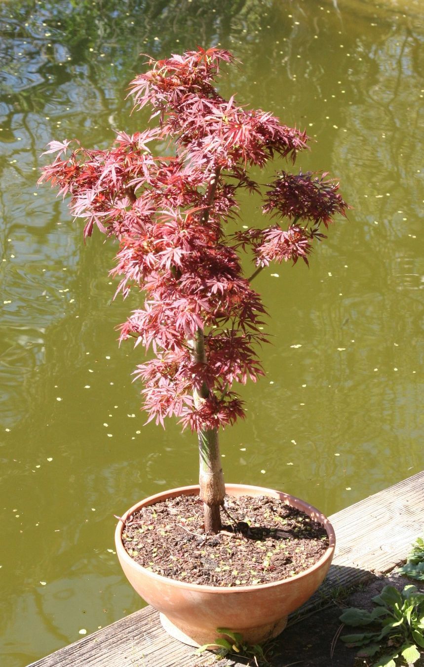 Piante & sementi: BONSAI  -  Fächerahorn "Jerre Schwartz" – Usato da Gretzenbach venduto da Sikim