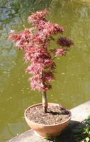 BONSAI  -  Fächerahorn "Jerre Schwartz"