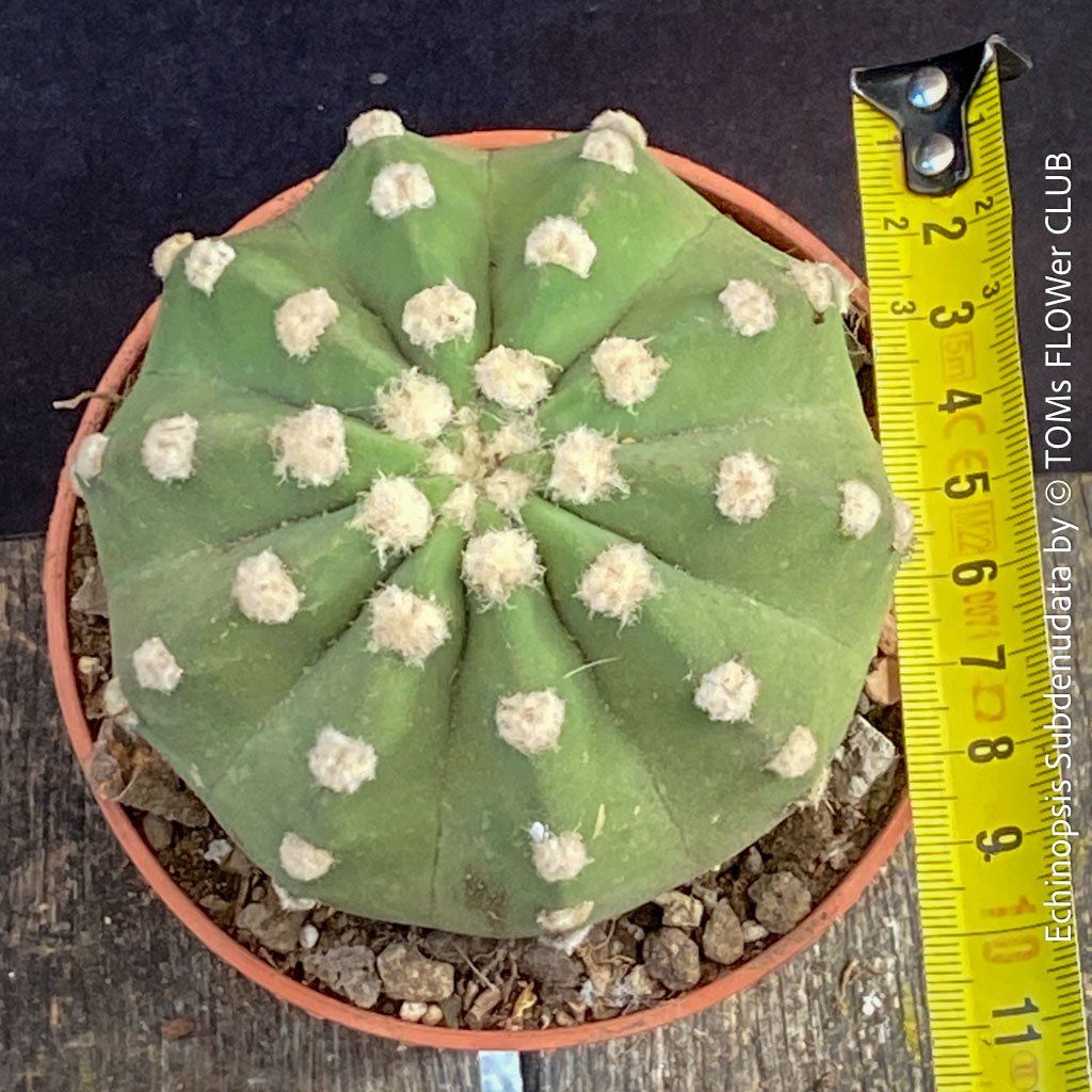 Pflanzen & Samen: Echinopsis Subdenudata - Dein "Domino" Kaktus – Neu und originalverpackt aus Adliswil von astom369 3