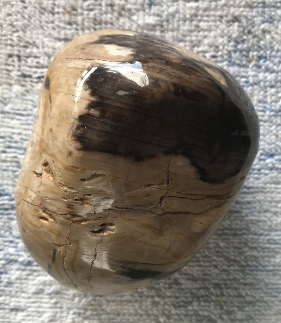 Fossili: VERSTEINERTES HOLZ – Usato da Ostermundigen venduto da Kari1937 2