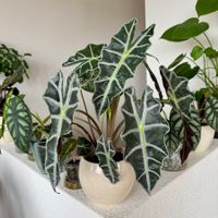Alocasia Polly rooted corm 🧅✨