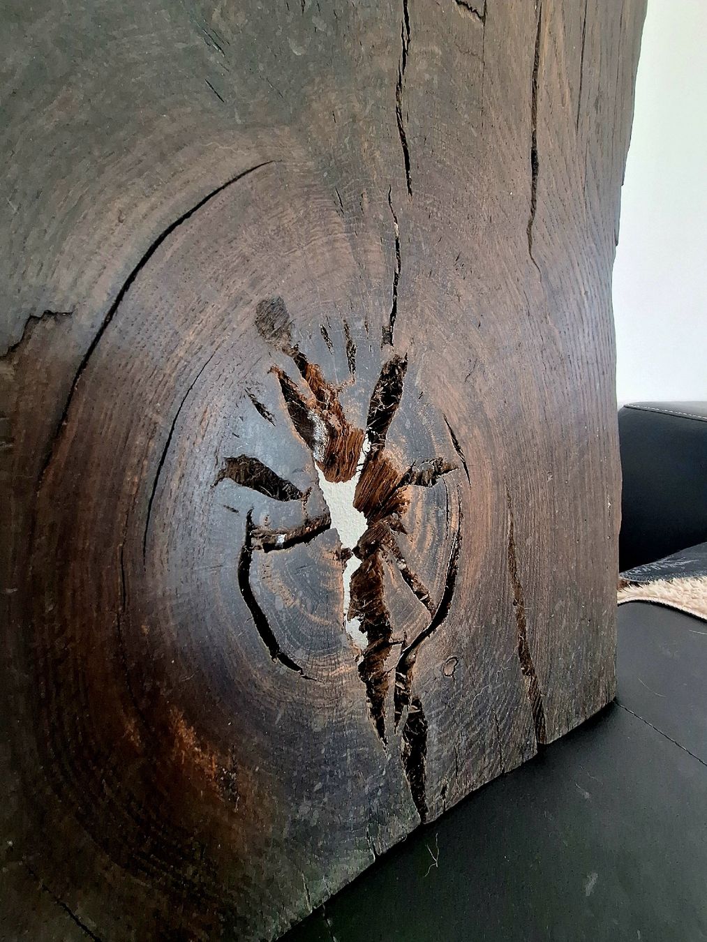 Articoli in legno: Mooreiche Seeland – Nuovo (secondo la descrizione) da Mümliswil venduto da Arva 2