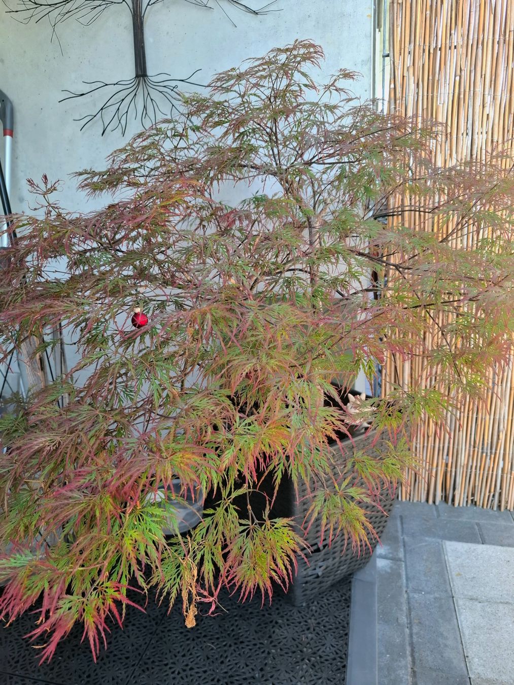 Piante & sementi: Japanischer Ahorn Orangeola – Usato da Lausen venduto da Devin- 2