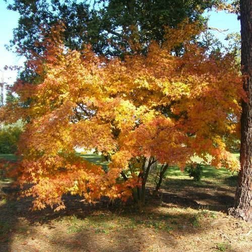 Piante & sementi: Acer palmatum - érable du japon  2x – Nuovo (secondo la descrizione) da Bremblens venduto da FIBONACCI369 1