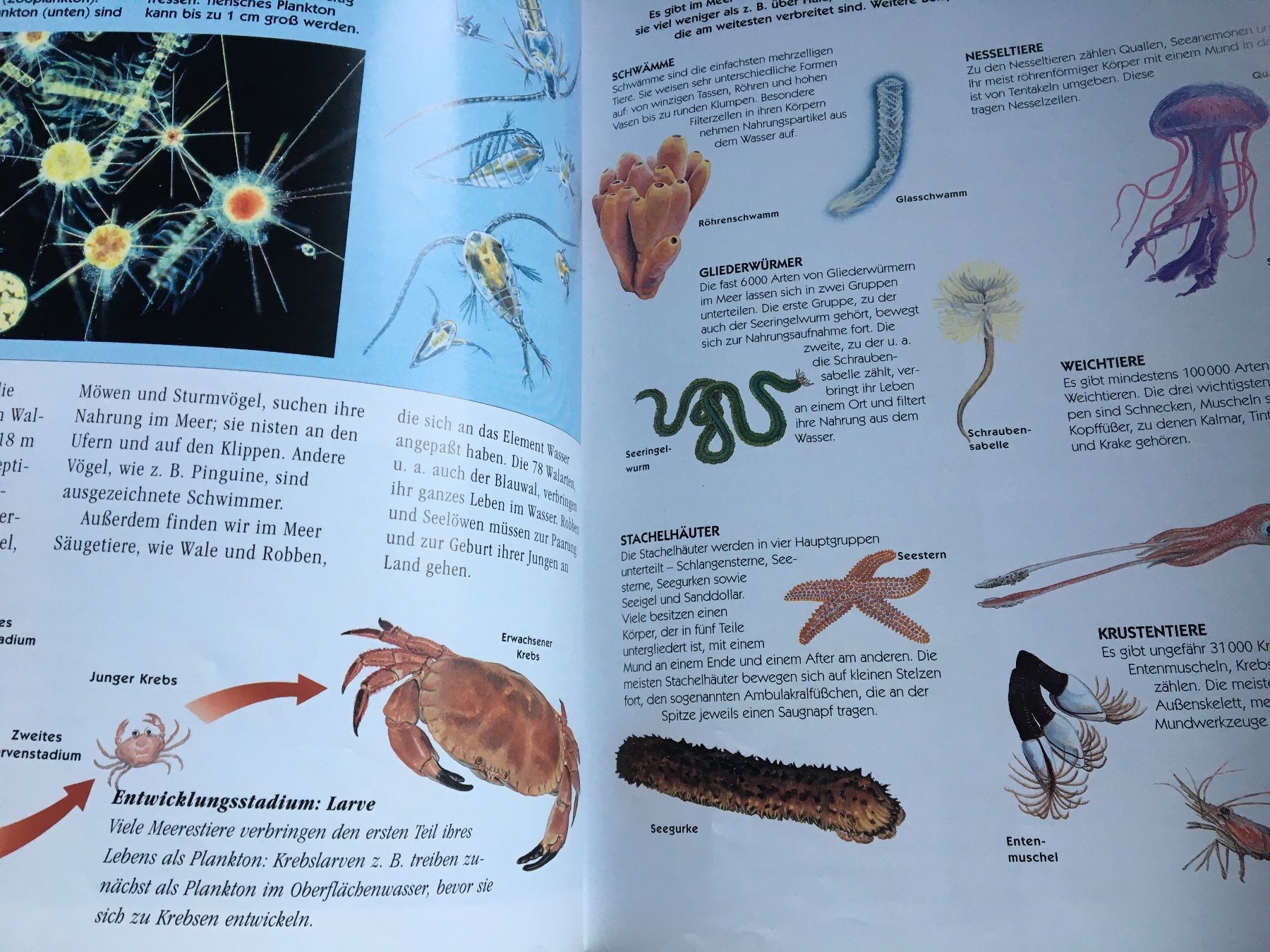 Libri: Meerestier – Usato da Arth venduto da Vrecam51 1