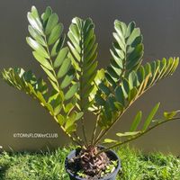 Zamia Furfuracea - 1 Pflanze fürs ganze Leben