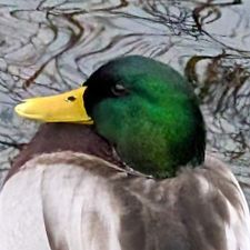 Profile image of AlexanderAlthaus