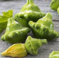 PATISSON OKRA / 6 Samen
