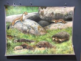 Vintage Schulwandbild, Igel, Marder, Niels Tiren 1927 #B9