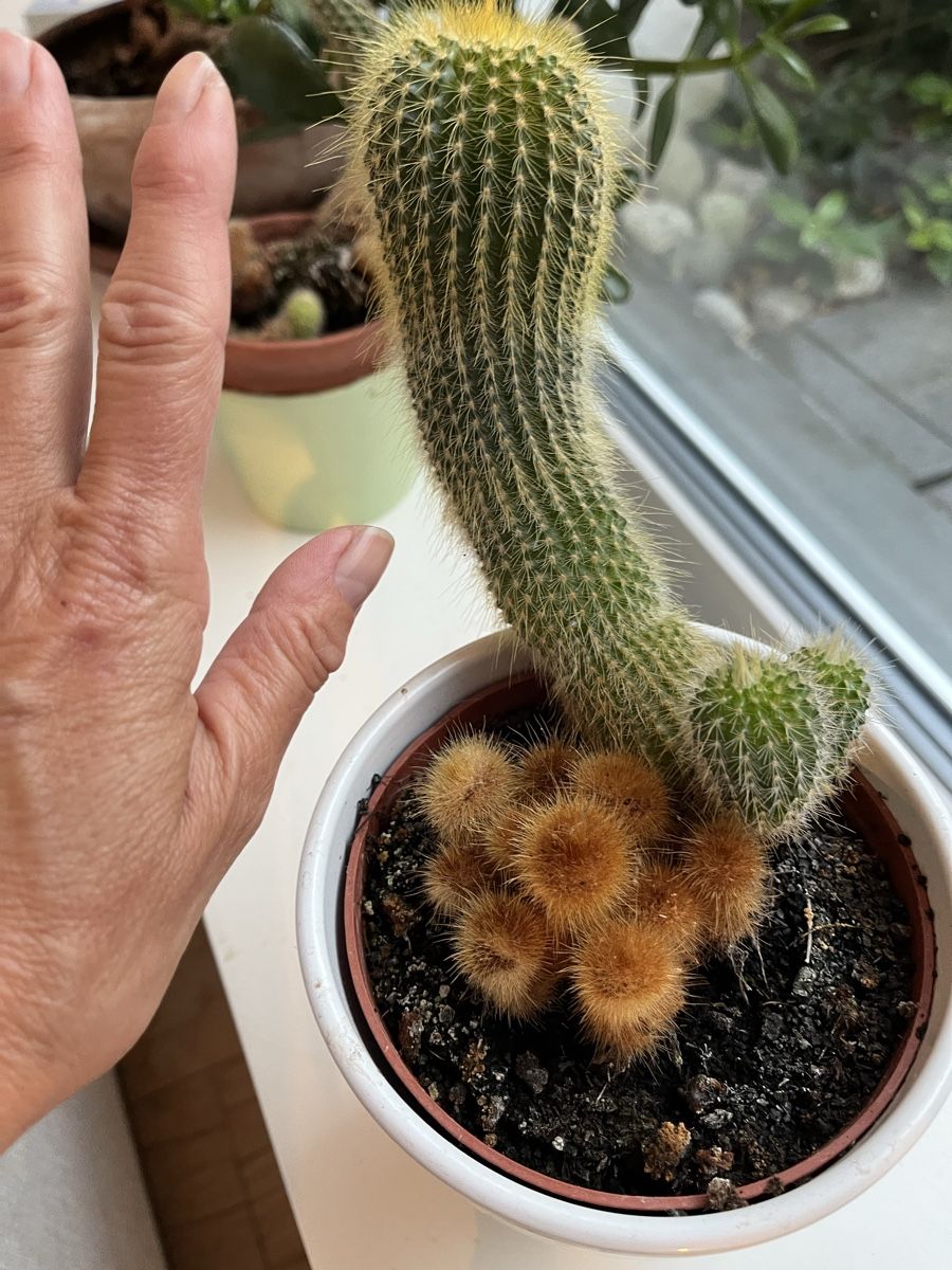 Piante & sementi: Schöner Kaktus im topf – Usato da Aesch BL venduto da shuja01 2