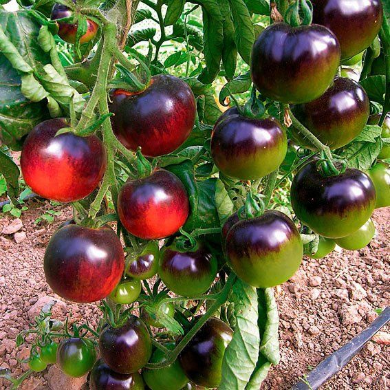 Piante & sementi: Cocktailtomate: Indigo Rose - Setzling! – Nuovo (secondo la descrizione) da Steffisburg venduto da Calceolaria