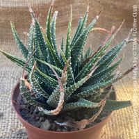 Haworthiopsis Attenuata Radula - 100% Bio-Pflanze