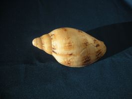 Muschel Philippinen 12 cm lang Sammlerstück