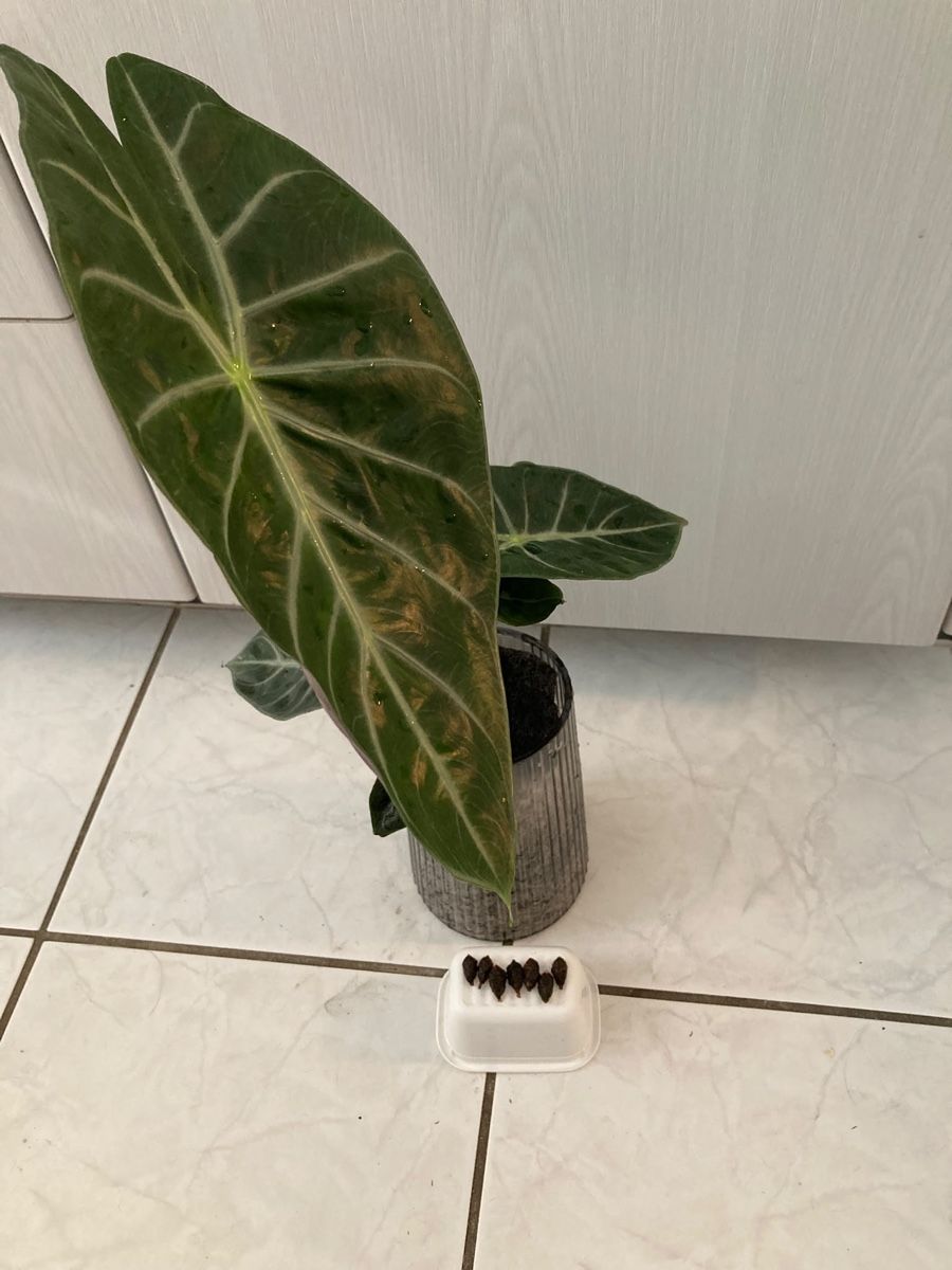 Plantes & graines: Alocasia Rosa Dragon Knollen – Neuf (Voir description) à Hettlingen par MissZotti 2