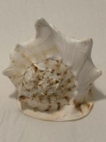 Riesen - Muschel „Gehörnte Helmschnecke“ Madagaskar