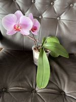 Orchidee Phalaenopsis blühend Topf mit zwei Stielen