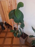 Avocado Pflanze im Topf
