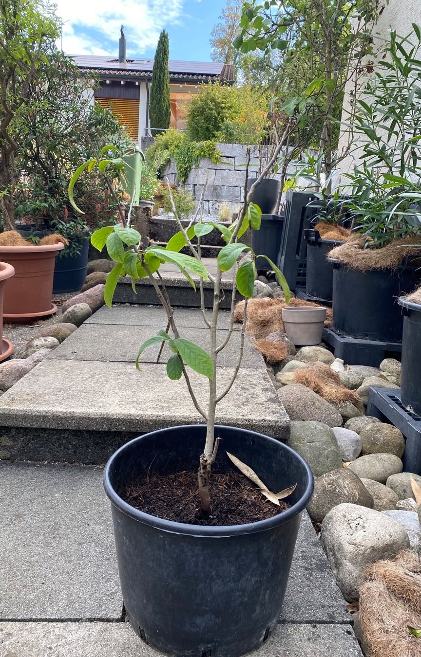 Pflanzen & Samen: Mango Baum  Indianerbanane Indianer Banane  Blumentopf – Gebraucht aus Dottikon von 6571