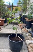 Mango Baum  Indianerbanane Indianer Banane  Blumentopf