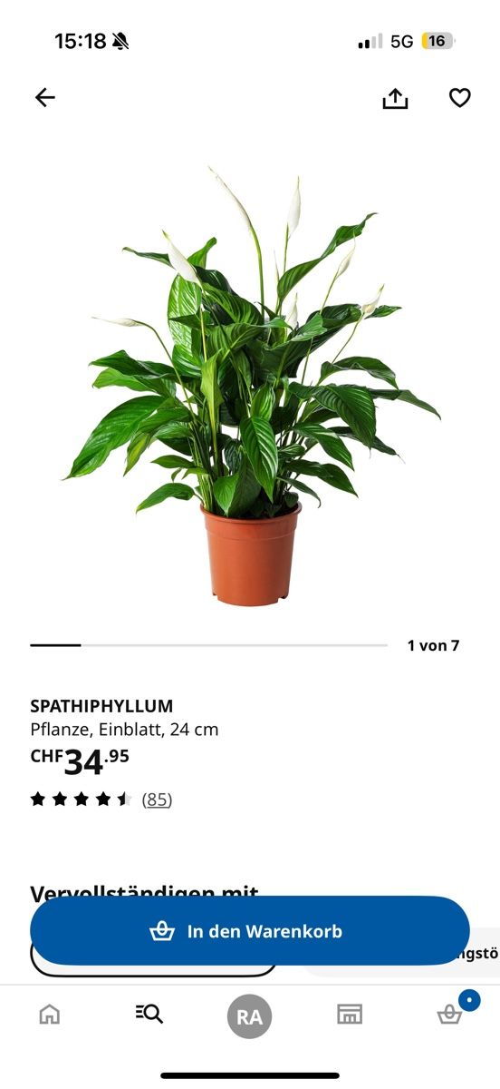Plantes & graines: Einblatt Pflanze mit Übertopf – D'occasion à Dietlikon par f.a.1975 1
